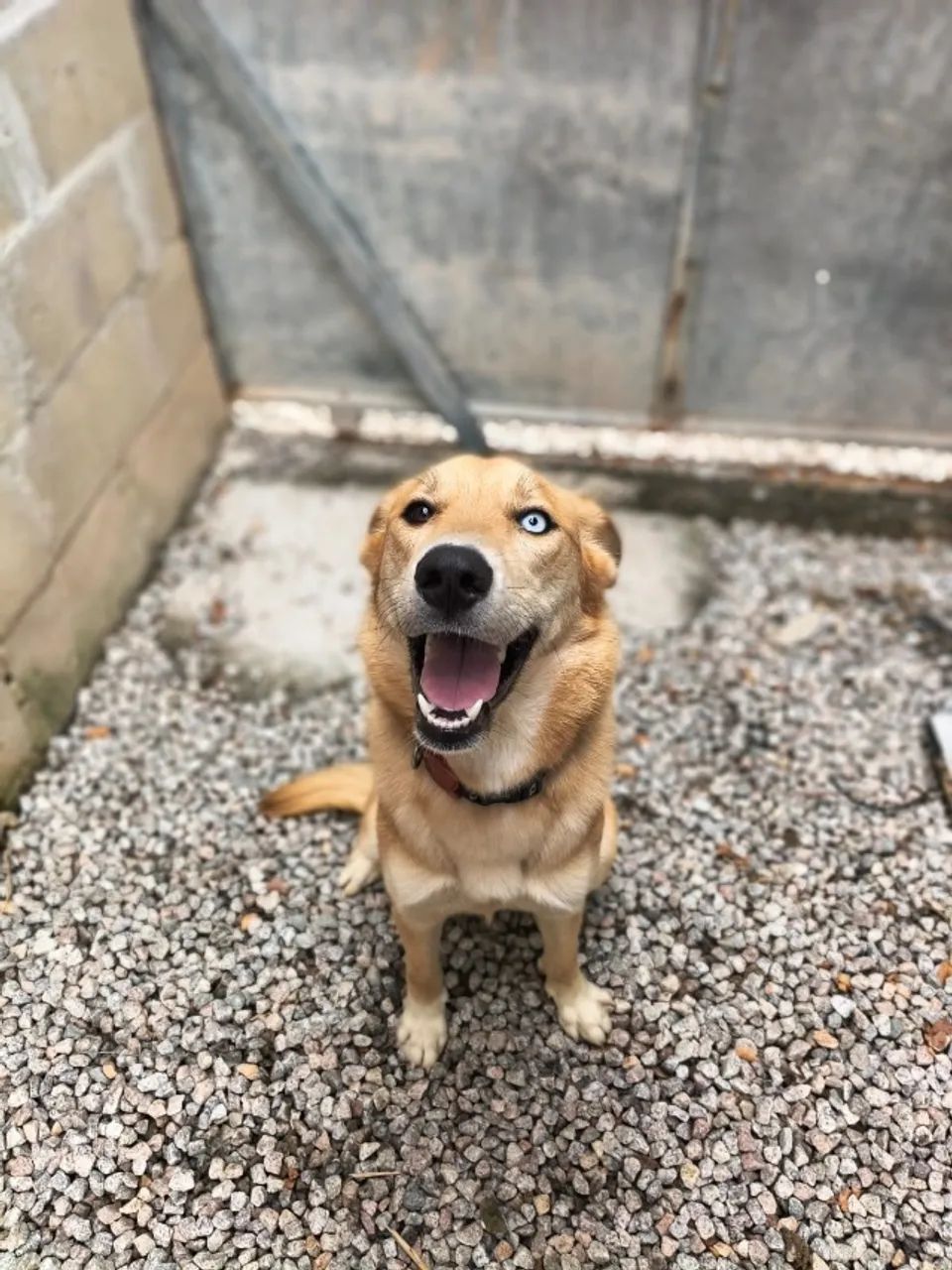 Cachorro - Foto 2