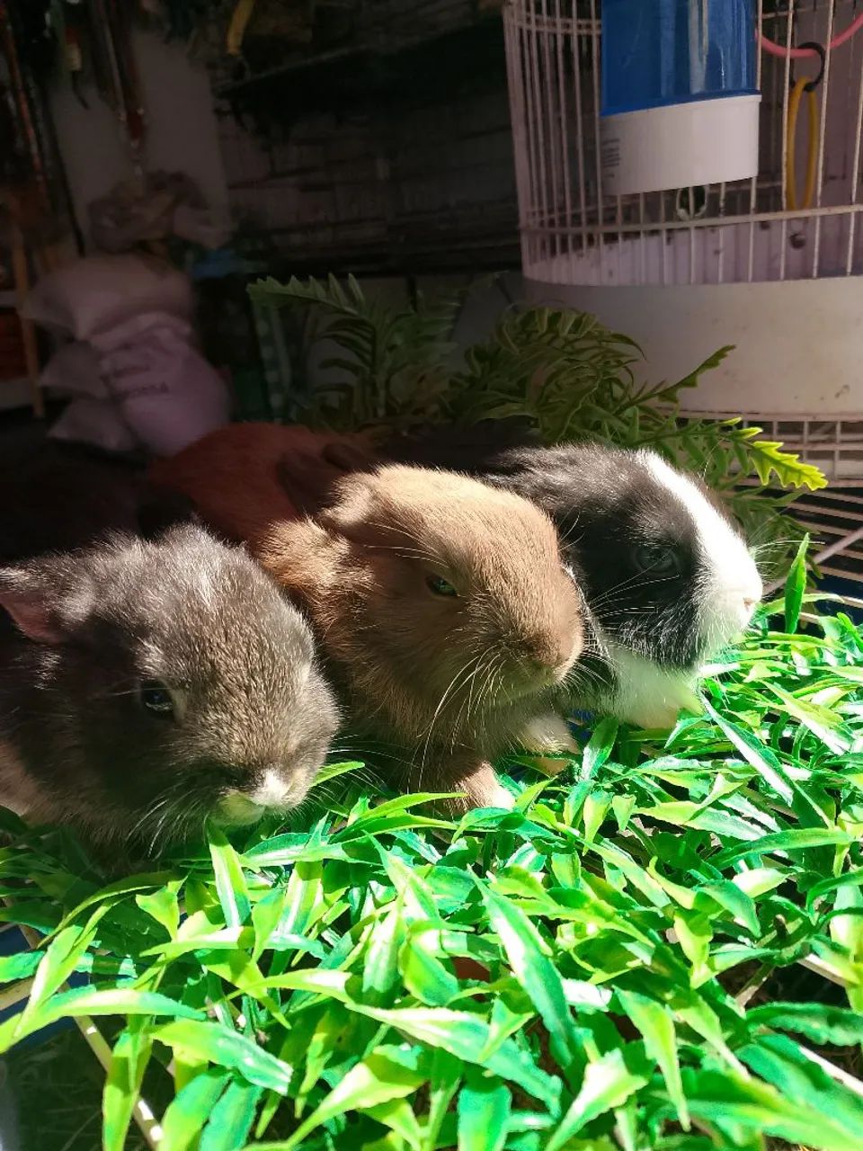 Mini coelho  - Foto 2