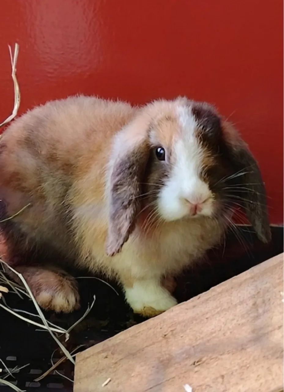 Coelho Mini Lop  - Foto 5