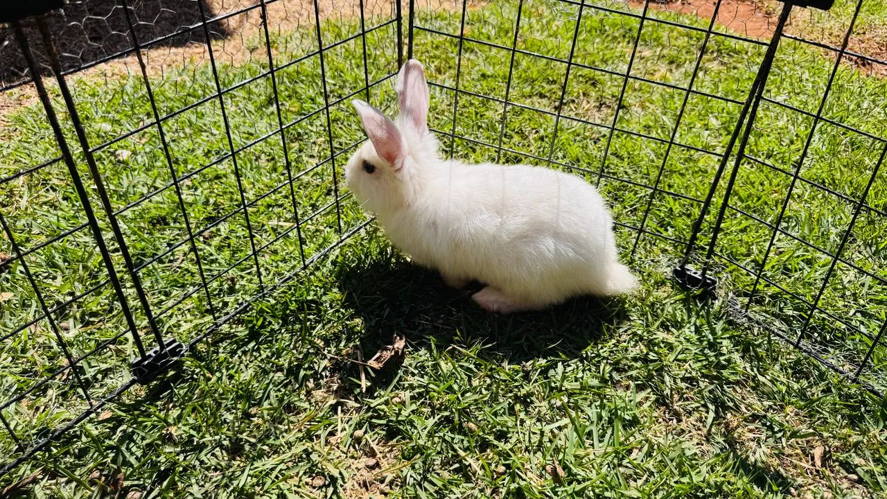 Coelhos  - Foto 3