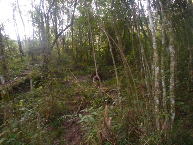 Terreno 6.000 m² - Foto 2