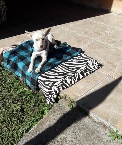 Adoção responsável,Belinha procura um lar - Foto 3