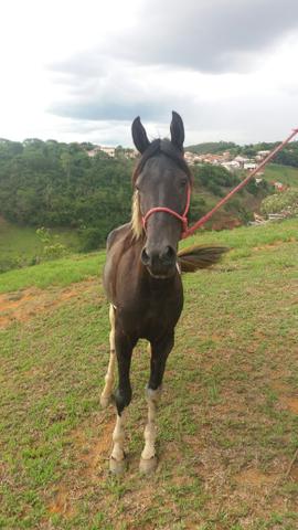 Cavalo Pampa de preto