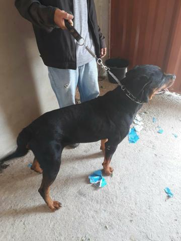 Rottweiler - Foto 5