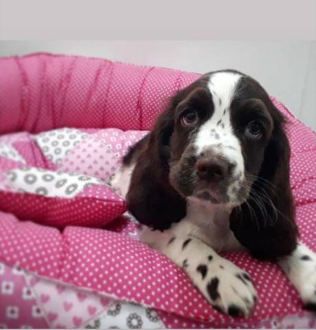 Cocker spaniel