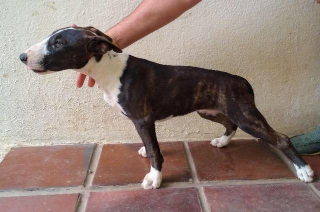 Filhotes Bull Terrier Inglês - Foto 3