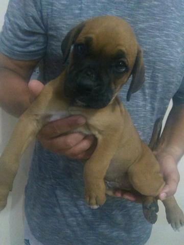 Filhotes de Boxer - Foto 2