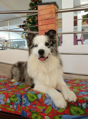 Filhotes de Border Collie com Pedigree - RESERVA - Foto 5