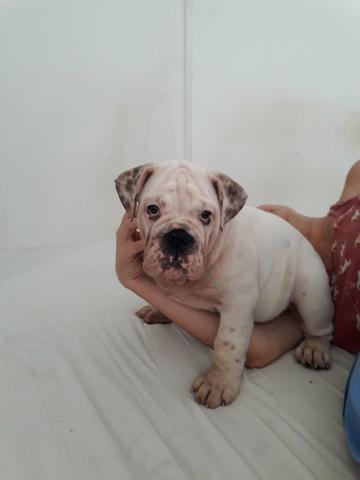 Bulldog Inglês - Foto 3