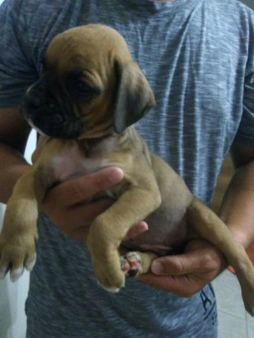 Filhotes de Boxer - Foto 3