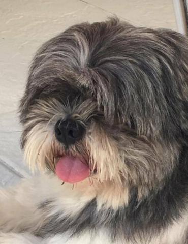Filhote de Lhasa Apso - Foto 5