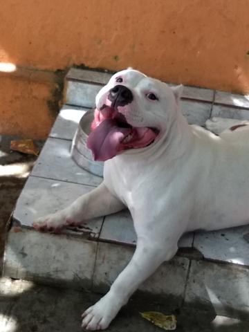 American Bully pocket - Foto 2