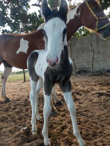Potra paint horse - Foto 2