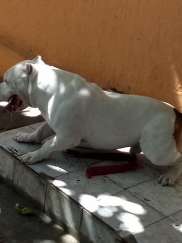 American Bully pocket - Foto 3