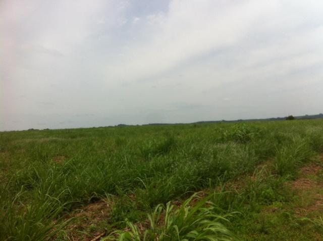 Itapetininga-Sp, Fazenda 90 Alqueires - Foto 6