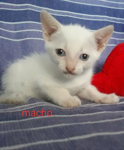 Filhotes de gato - Foto 3