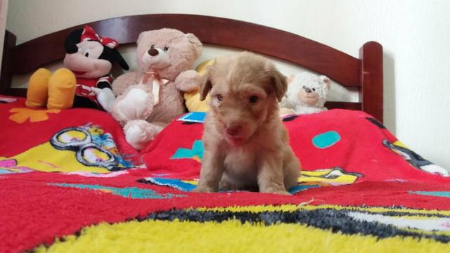 TOP dos top filhotes de poodle toy originais leia - Foto 3