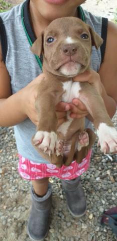 Pitbull American bully - Foto 6