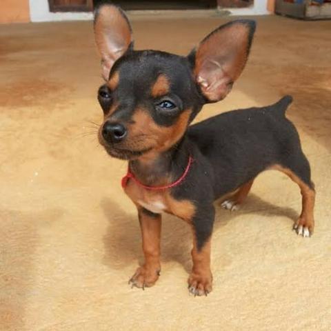 Pinscher 0
