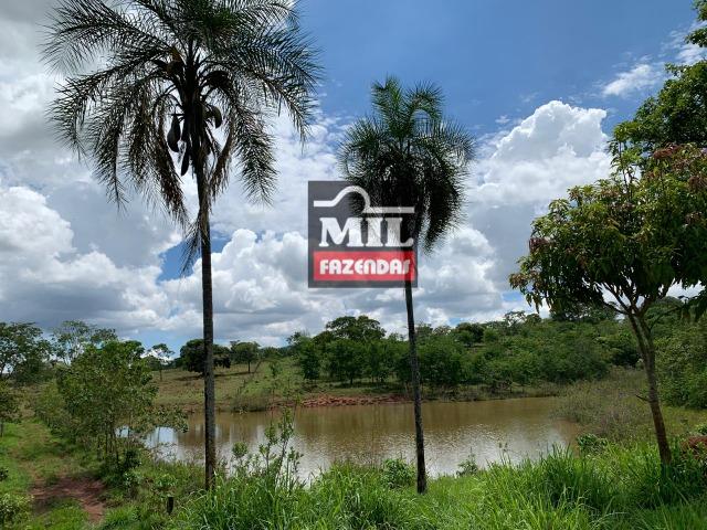 Fazenda 43 Alqueires ( 208 hectares ) Bonfinópolis-GO - Foto 10