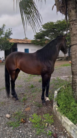 Cavalo