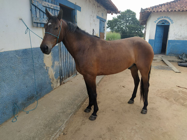 Cavalo mangalarga