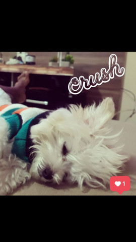 Maltês (Namoro) - Foto 2