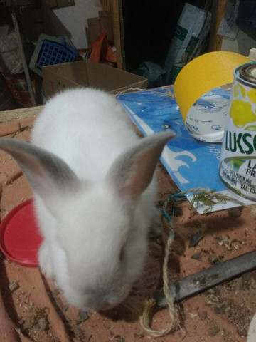 Filhotes de Coelhos Califórnia - Foto 4