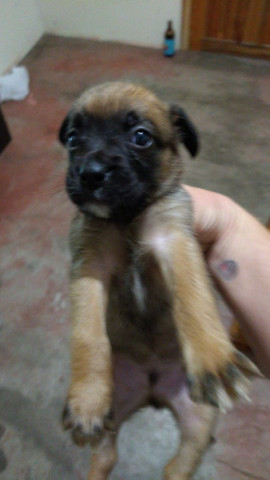 Boxer