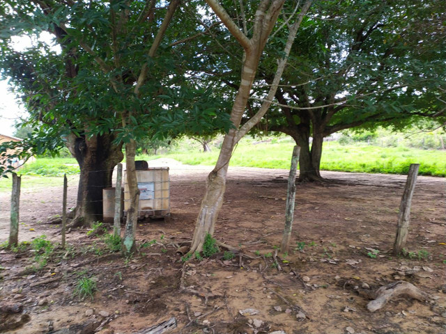 FAZENDA MUNICIPIO PINDORAMA 53 ALQUEIRES OBS. VALOR DO ALQUEIRES. - Foto 10