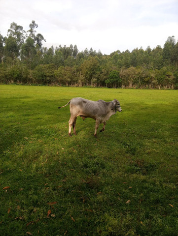 Tourinho Manso - Foto 4