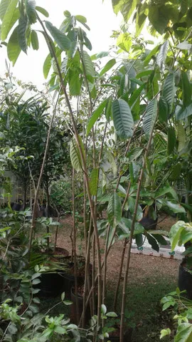 Ofertão-muda grande de eucalipto-frutíferas frutos, limão,pokan -montamos pomar, grama