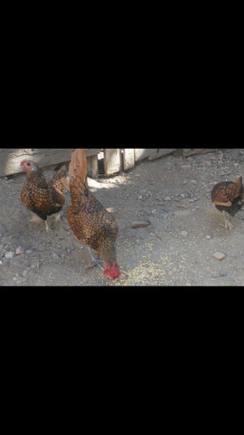 Vendo uma dúzia de ovos - Foto 2
