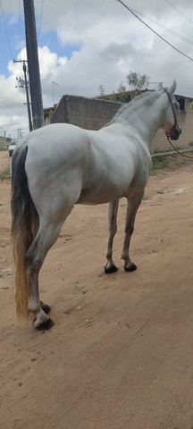 Cavalo MM Registrado de Picado 
