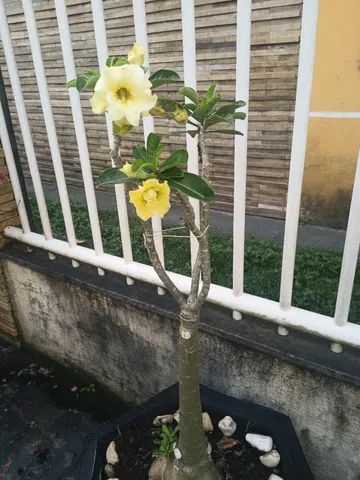 Vendo rosa do deserto  - Foto 2