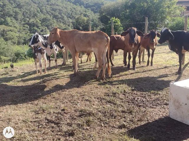 Bezerros bezerras vaca  parida