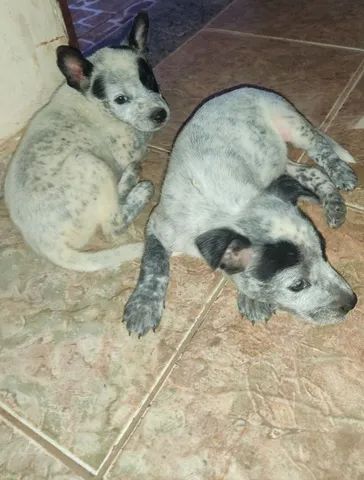 Filhote de burriler com Pitbull  - Foto 2