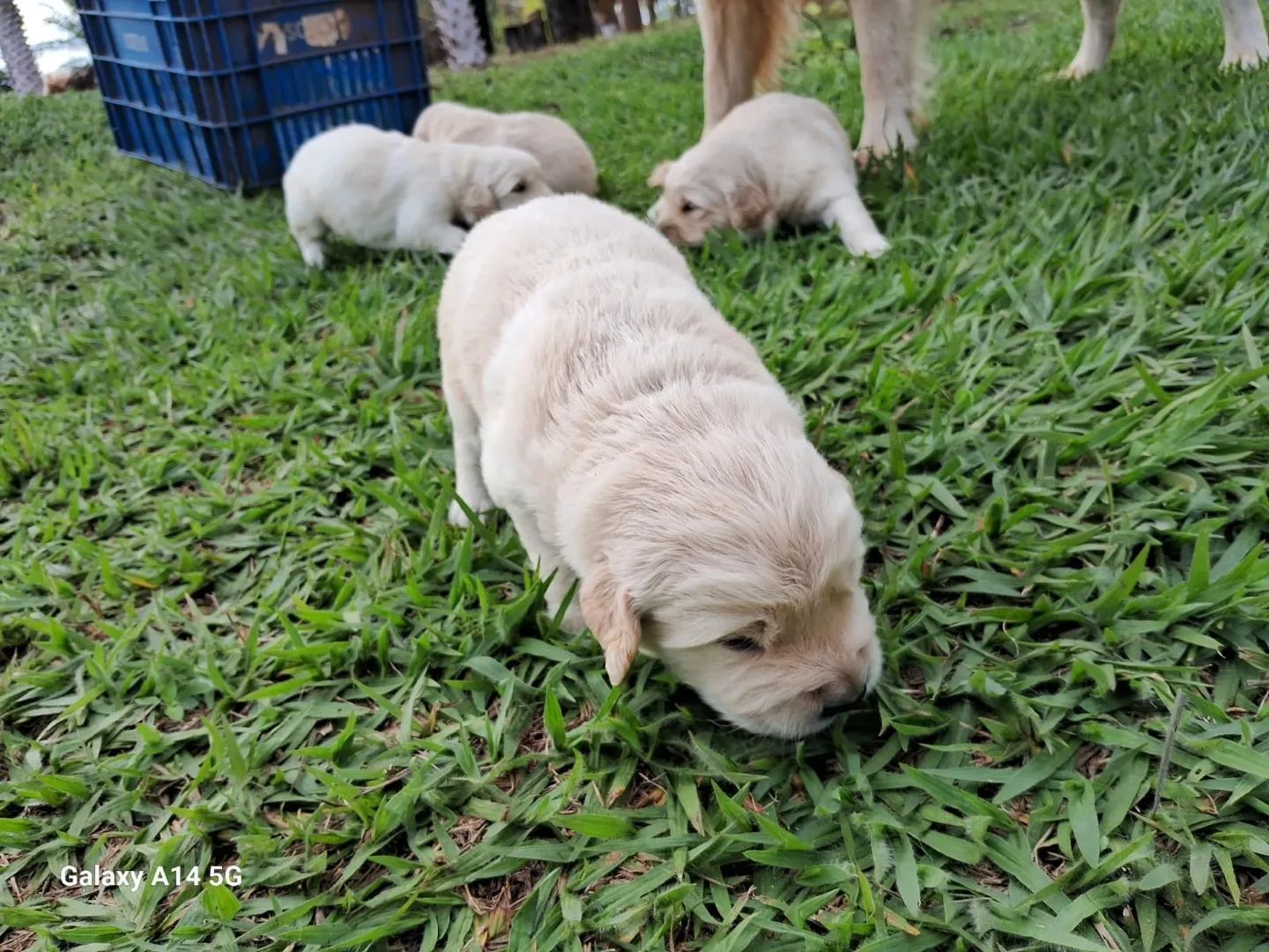 Golden Retriever com procedência  - Foto 4