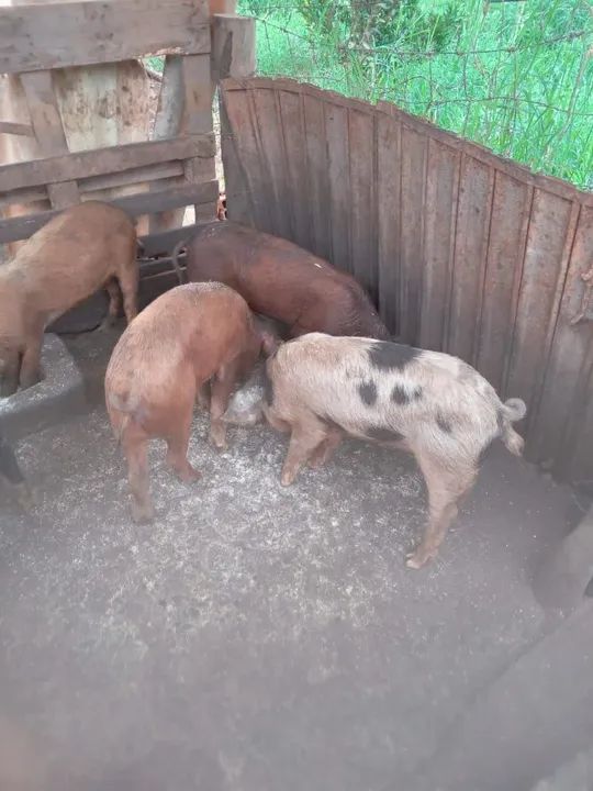 Porcos para venda natal 