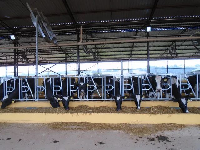 Resfriador de leite, odenhadeiras, Câmara fria, canzil, cama freestall - Foto 4