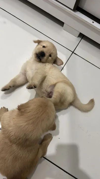 Filhotes Golden Retriever com pedigree - Foto 5