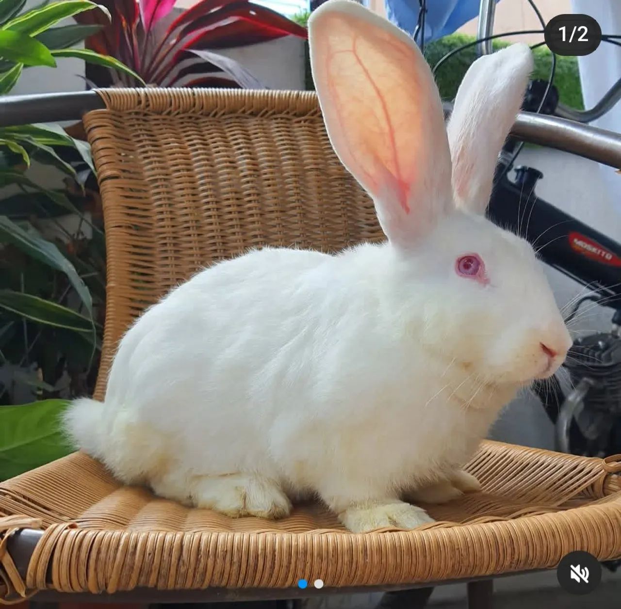 Coelho gigante branco 