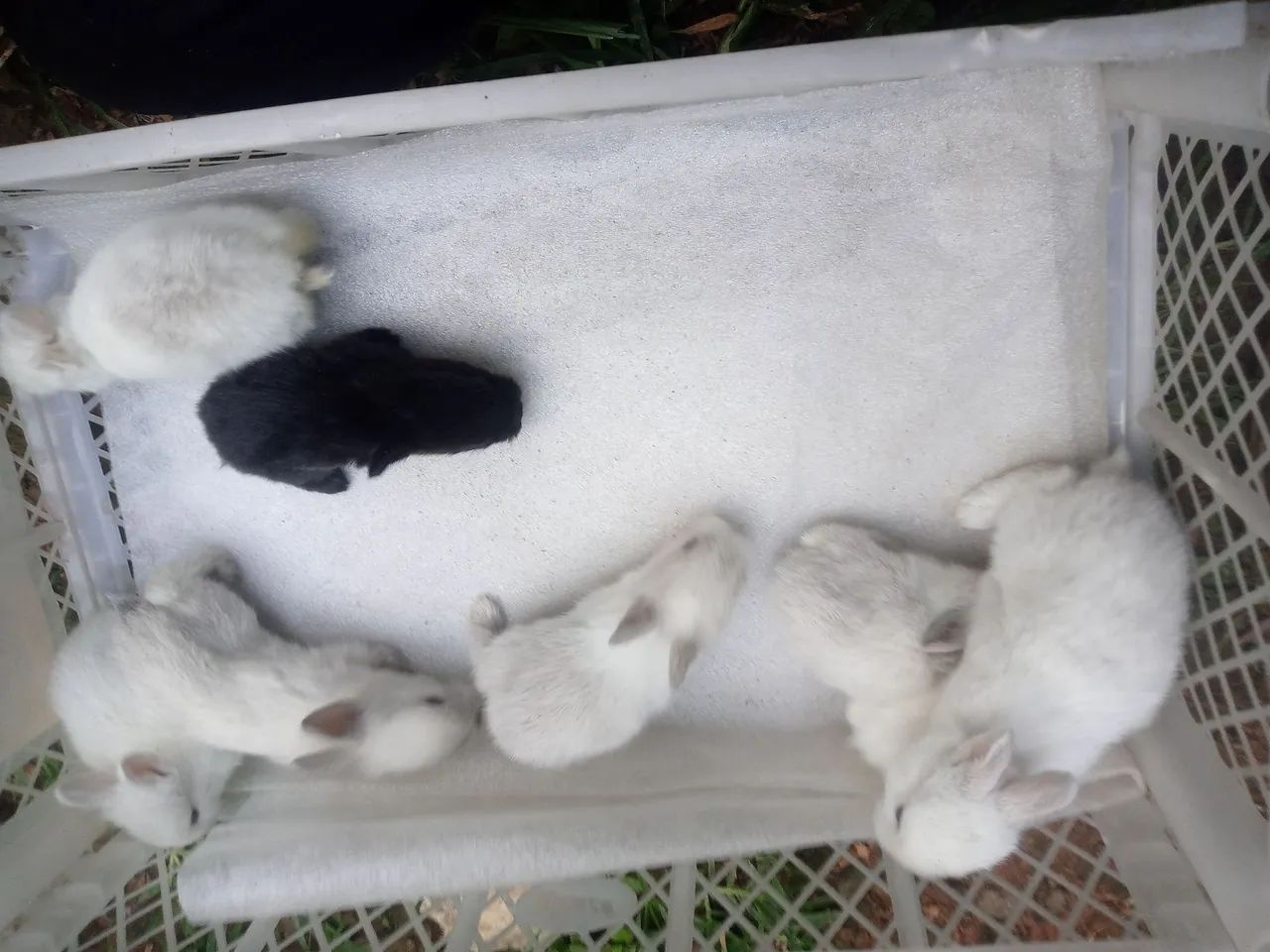 Os minis lindos para presentiar , continuam mais lindos ainda. - Foto 3