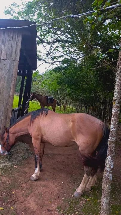 Gateado venda ou brique