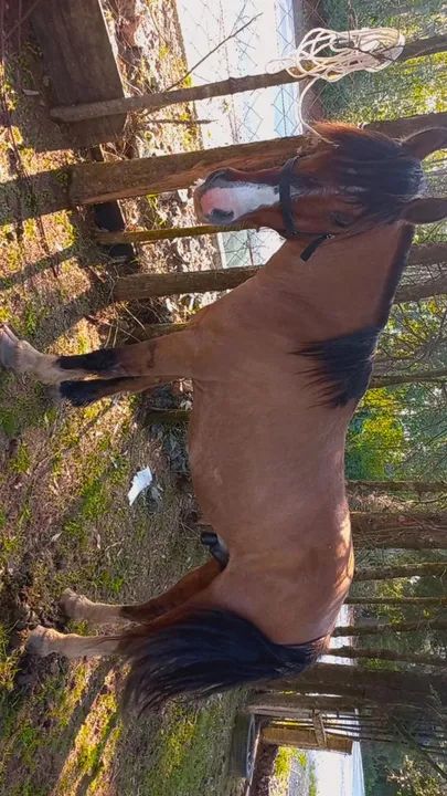 Gateado venda ou brique - Foto 6