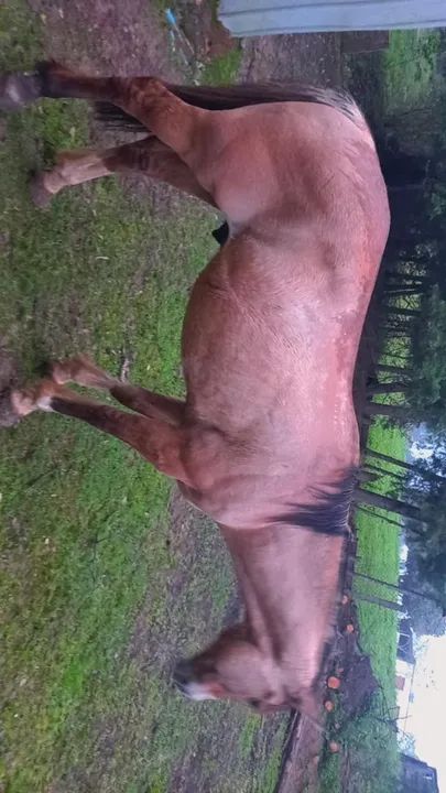 Gateado venda ou brique - Foto 4