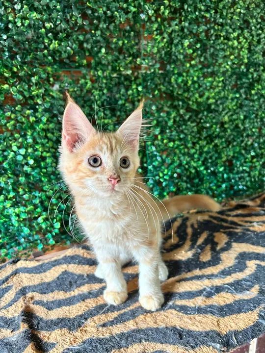 Filhotes Maine Coon disponível - Foto 3