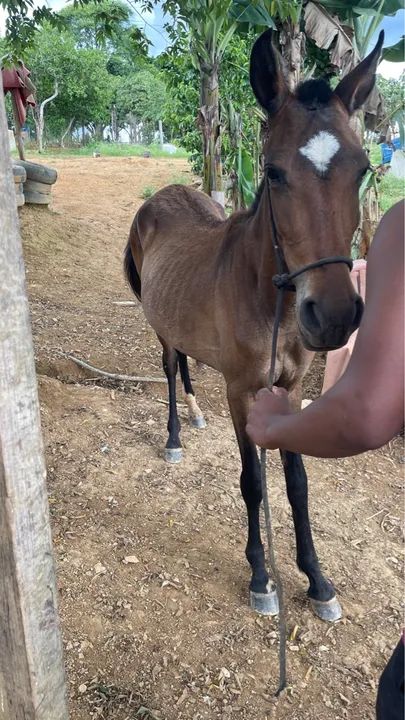 Poltra sangue inglês 9 meses 1400$ - Foto 2