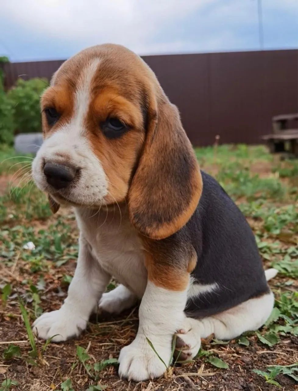Filhote Beagle - Adorável e Carinhoso
