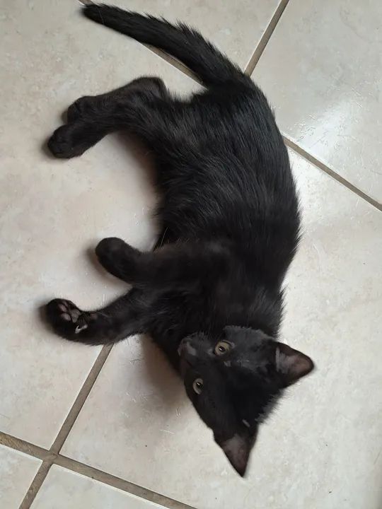 Doa-se filhotes gatos (ignorem o valor) - Foto 5